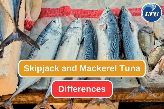 5 Comparison Between Skipjack Tuna and Mackerel Tuna